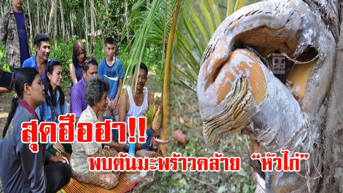 คอหวยห้ามพลาด!! ชาวบ้านแห่ขอเลขเด็ด จากต้นมะพร้าวไฟที่แตกยอดออกมาคล้ายกับ "หัวพญานาคหรือหัวไก่" หวังพบเลขเด็ด ดัง พารวย!? (ชมคลิป)