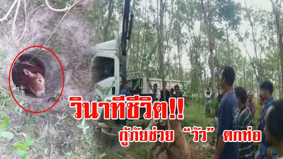 วินาทีเป็น...วินาทีตาย!! กู้ภัยช่วยระทึก วัวพลัดตกบ่อ ร้องโหยหวน ขอความช่วยเหลือ คาดเดินกินหญ้าหรือหาน้ำกิน เลยตกลงไป!?
