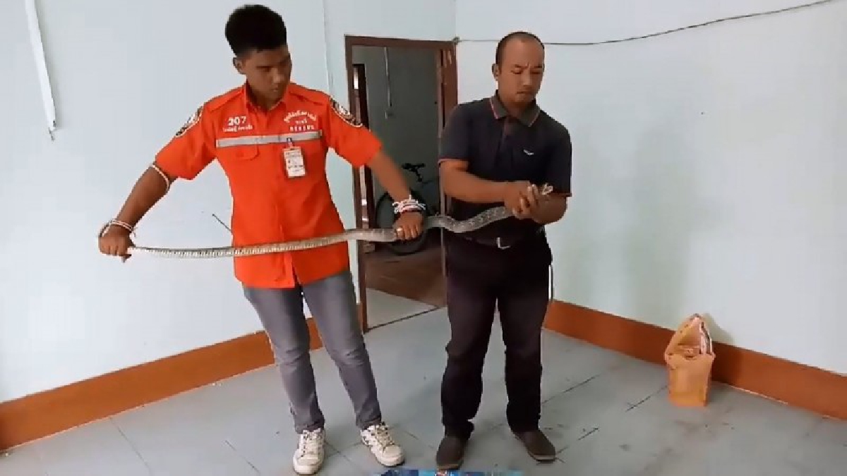 นาทีระทึก!! กู้ภัยนาทวี บุกจับงูจงอาง ยาวกว่า 2 เมตร ซุกในห้องเก็บอะไหล่ สร้างความหวาดผวาให้กับเจ้าของบ้านเป็นอย่างมาก!? (ชมคลิป)