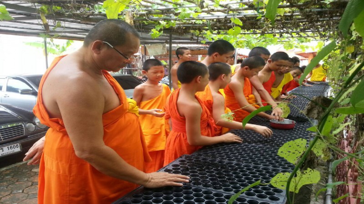พระภิกษุสงฆ์ และสามเณร เร่งเพาะต้นกล้าดาวเรือง เพื่อนำต้นกล้าดอกดาวเรืองไปปลูกประดับตามสถานที่สำคัญภายในบริเวณรอบวัด