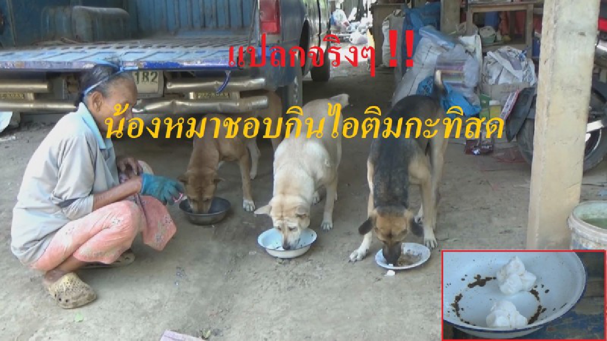 แปลกแต่จริง!! 3 สหายหมาพันธุ์ไทยชอบกินไอติมกะทิสดเป็นชีวิตจิตใจ เจ้าของเผยจุดเริ่มต้น ที่ทำเอาอมยิ้มไปตามๆกัน (มีคลิป)