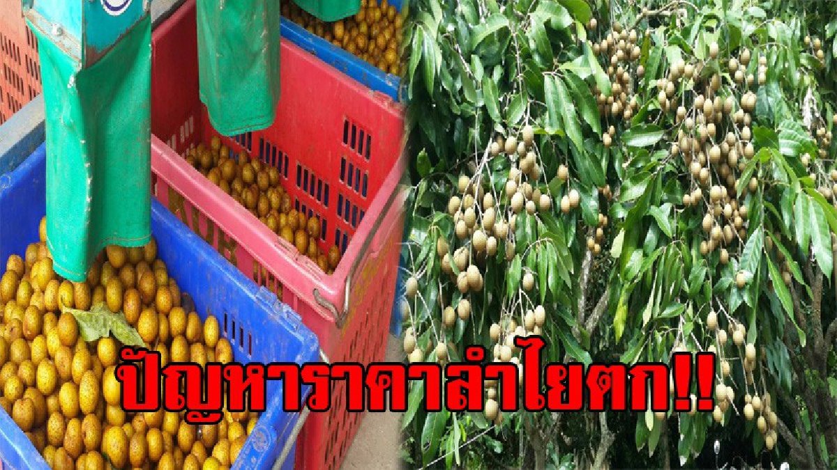 น่าเป็นห่วงปัญหาลำไย!! ชาวสวนเดือดร้อนหนัก ราคาลำไยร่วงลงทุกวัน พ่อค้า หรือผู้ประกอบการ เป็นผู้กำหนดราคารับซื้อตามใจชอบ (มีคลิป)