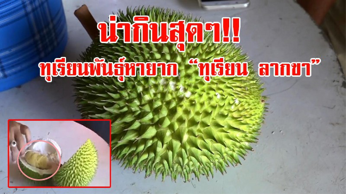 สุดทึ่ง!! ไม่เคยกินที่ไหนมีที่เดียวในประเทศไทย ทุเรียนสุดแปลกกินแล้ว "ร้อนใบหน้า มีอาการเมา" เนื้อหวาน แน่น อร่อย 1 ปี ได้กินครั้งเดียว!?