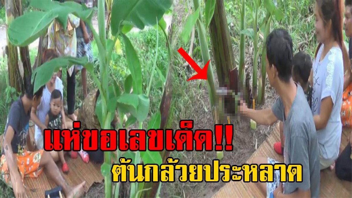 คอหวยห้ามพลาด!! ตาดีได้ตาร้ายเสีย พบ "ต้นกล้วยประหลาด" ชาวบ้านแห่กราบไหว้ ขอเลขเด็ดเพียบ งานนี้จดกันมือระวิง (มีคลิป)