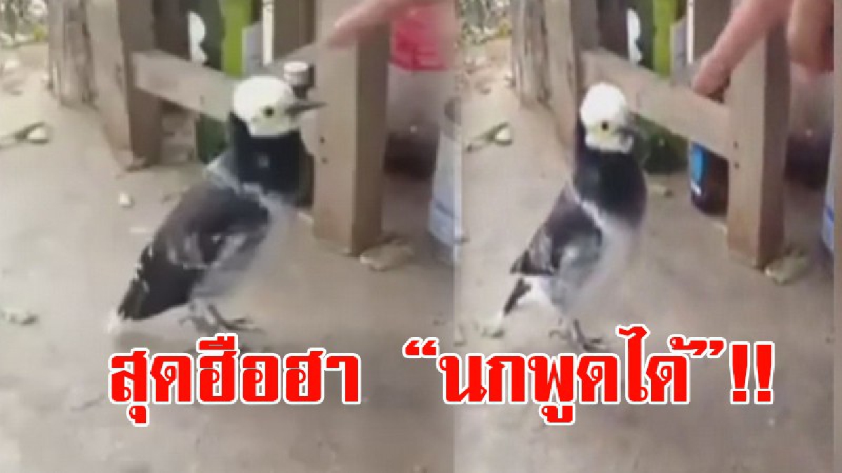 สุดน่ารักสีสันใกล้หวยออก!! ชาวเน็ตแห่แชร์ แห่ชมกันกระหน่ำ หลังมีคลิปนกพูดได้ ในคลิปมีคนพูดกับนก ถามถึงเลขเด็ด สุดอึ้งเมื่อนกตอบกลับ!? (คลิป)