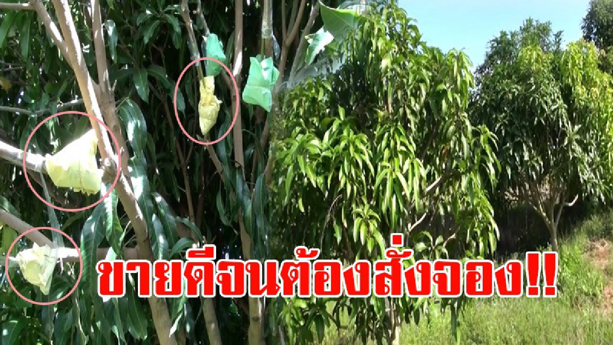ขายดีถล่มทลาย!? เกษตรกรชาวสวนมะม่วงน้ำดอกไม้ เริ่มทาบกิ่งมะม่วงน้ำดอกไม้สีทอง ขาย มีคนสนใจจำนวนมากจนต้องสั่งจอง!? (ชมคลิป)