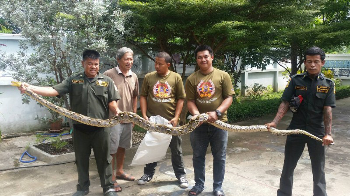 คำเตือน!! อันตรายของงู ที่มีมากในช่วงฤดูฝน ซึ่งมีผู้ถูกกัดแล้วหลายราย ฝากเตือนประชาชนช่วยกันระมัดระวัง (มีคลิป)
