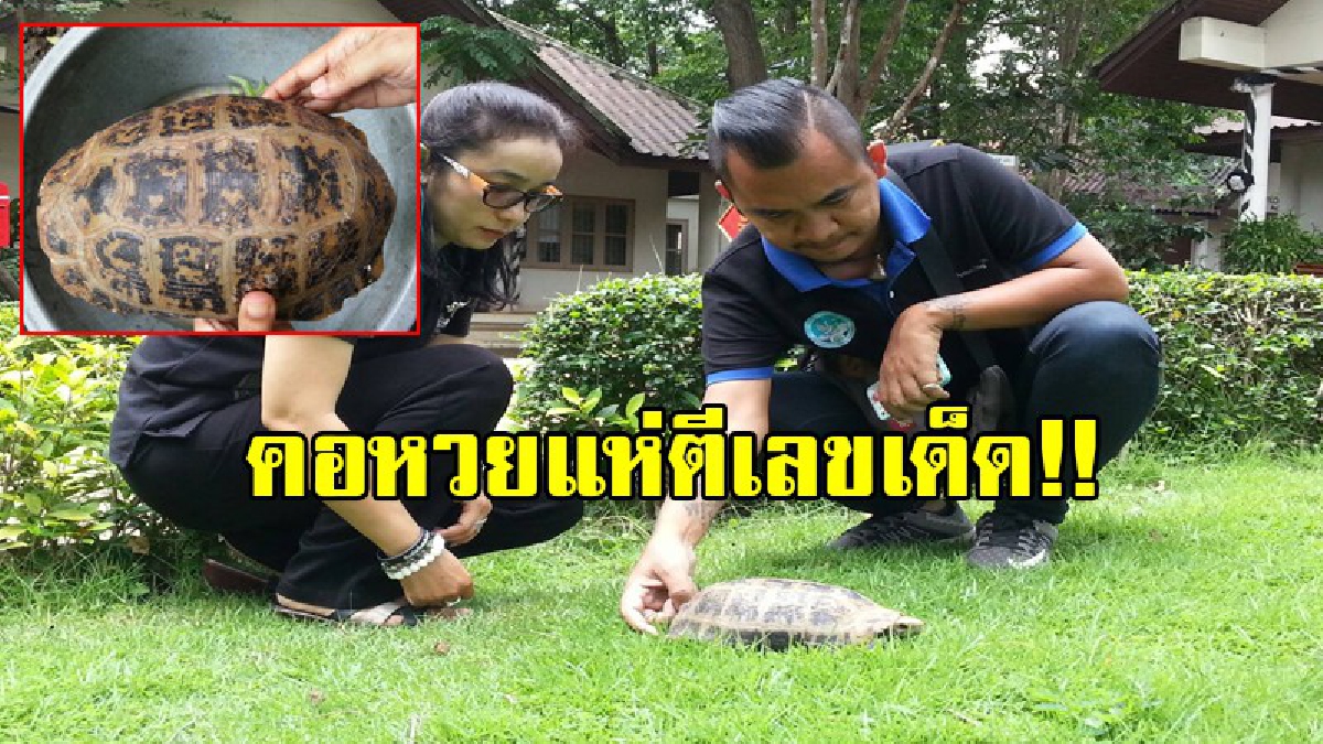 คอหวยแห่ตีเลข..สุดฮือฮา!!พบเต่าสีทองทองกระดองคล้ายพระสมเด็จ9ชั้น และยันต์ 8ทิศ เดินออกมาเล่นบริเวณวัดกรุ 4ห้องอุทยานประวัติศาสตร์กำแพงเพชร