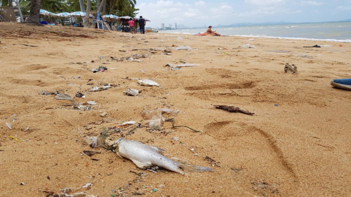 อยู่ไม่ไหว!! ร่มเตียงชายหาดจอมเทียน ปิดให้บริการหลังเข้าสู่ช่วงมรสุม ประกอบกับน้ำฝนค้างท่อ ทำทะเลจอมเทียนขุ่นคลัก ทำนทท.หนีหาย (มีคลิป)
