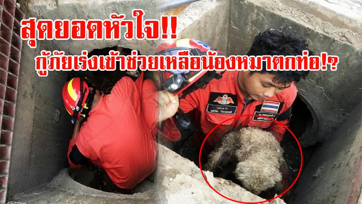 ทุกชีวิตมีค่า!! กู้ภัย-ดับเพลิง รีบโร่เข้าช่วยลูกสุนัข หลังพลัดหลง เดินตกท่อระบายน้ำ ส่งเสียง "เห่า" หวังให้คนมาช่วยเหลือ!? (ชมคลิป)