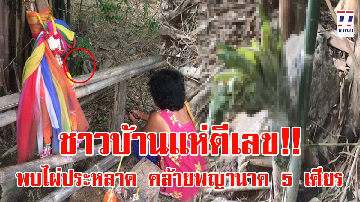 พรุ่งนี้มีเฮ!! ชาวบ้านพบหน่อไม้ประหลาด คล้ายหัวพญานาค 5 เศียร เพ่งแล้ว เพ่งอีก ตีเลขเด็ดกันสนุกปาก!? (ชมคลิป)