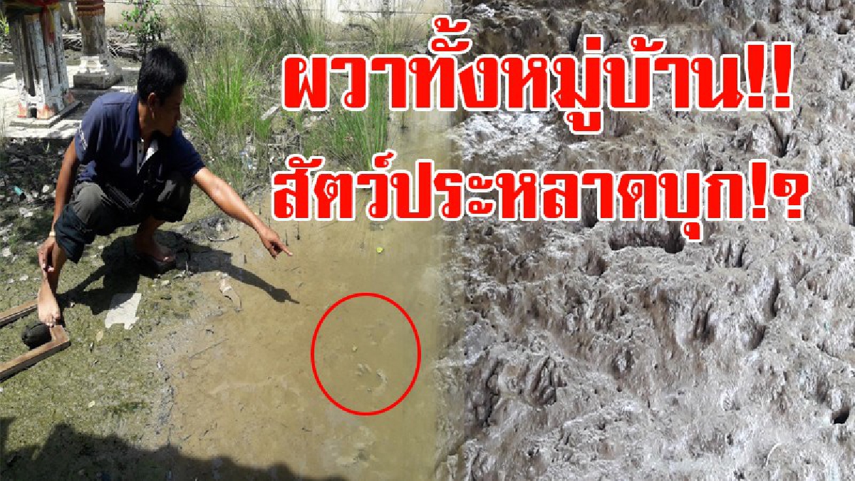 หวีดสุดเสียง!! สาวเผยนาทีระทึก สัตว์ประหลาดเขมือบสุนัขกลางดึก ก่อนสาดไฟฉายใส่ รีบเผ่นหนีหายไปในเงามืด!?
