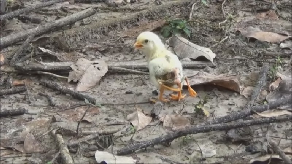 ฮือฮา!! ไก่ประหลาด มี 4 ขา คอหวยเมืองคอนไม่พลาด แห่ตีตัวเลขแทงหวยกันสนั่น (มีคลิป)