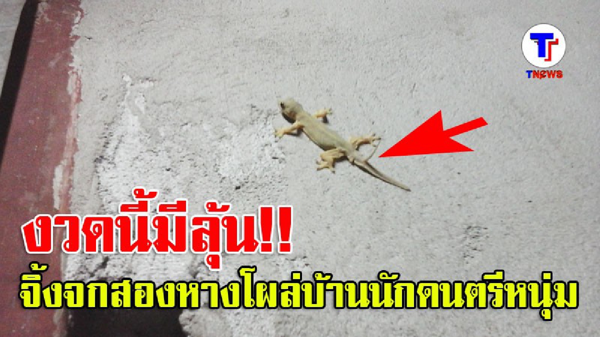 งวดนี้มีลุ้น!! จิ้งจกสองหาง ปรากฏตัวภายในบ้าน หนุ่มนักดนตรี ก่อนวันหวยออก เพื่อนบ้านแห่ตีเลขเด็ดกันเพียบ (มีคลิป)