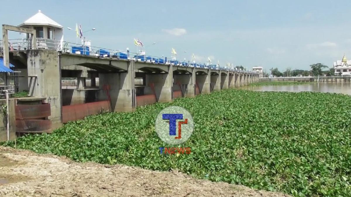 หน่วยงานชัยนาท!! เตรียมระดมกำลัง เก็บผักตบชวา ในแม่น้ำเจ้าพระยา และหน้าเขื่อนเจ้าพระยาอีกรอบ เพื่อการระบายน้ำที่สะดวกรวดเร็วขึ้น