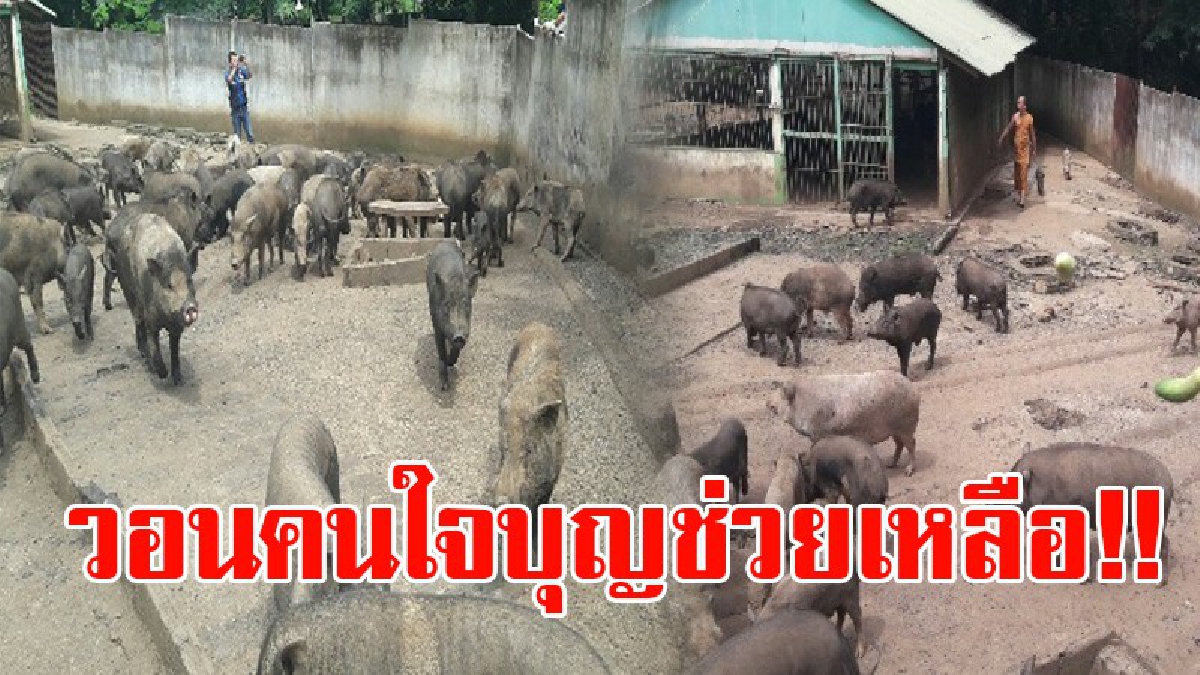 ทิ้งไม่ลง!! อยู่กันมานาน หมูป่าจำนวนกว่า 600 ตัว กำลังจะอดตาย เพราะค่าใช้จ่ายที่สูงและมีอาหารไม่เพียงพอ วอนคนใจบุญ ช่วยบริจาคอาหาร!?