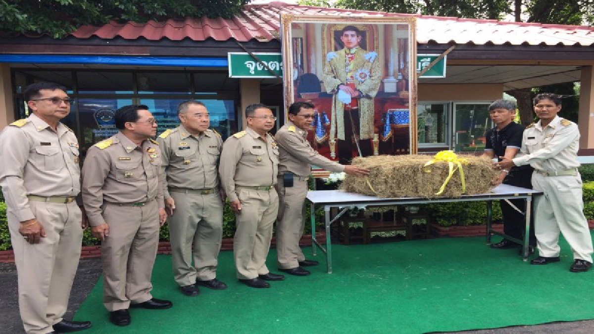 กรมปศุสัตว์ลพบุรี ได้รับพระบรมราชานุญาตจาก ในหลวง ร.10 พระราชทานหญ้าเพื่อช่วยเหลือเกษตรกรผู้เลี้ยงสัตว์ที่ประสบอุทกภัย (มีคลิป)