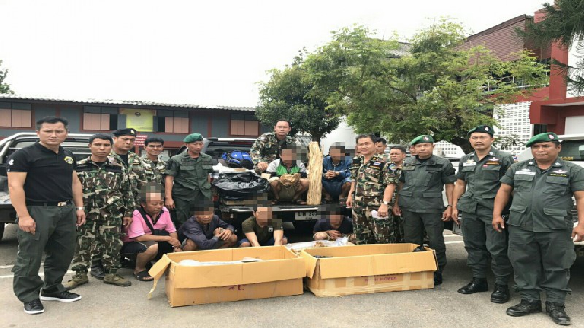 ลำปาง!! จนท.อุทยานแห่งชาติเวียงโกศัย สนธิกำลังตำรวจศปทส.ภ.๕ ล้อมจับขบวนการต่างชาติลักลอบตัดไม้กฤษณาส่งขายให้กับนายทุนจีน (มีคลิป)