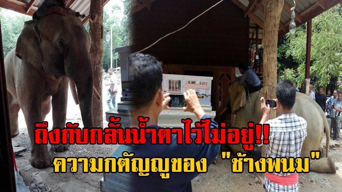 เห็นแล้วน้ำตาไหล!! เปิดคลิปช้างแสนรู้ ถอนหลัก วิ่งร้องไห้มากราบศพ ควานช้าง ด้วยความผูกพัน ทำเอาคนที่มาร่วมงาน ถึงกับกลั้นน้ำตาไว้ไม่อยู่