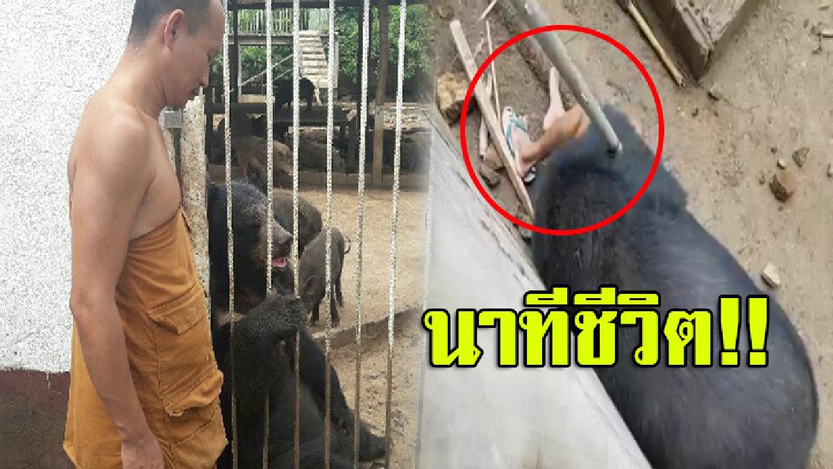 สุดระทึก!! หมีควายฟัดคนที่สำนักสงฆ์ ลากจากกำแพงเข้ากรงไปกัดต่อ อาการสาหัส