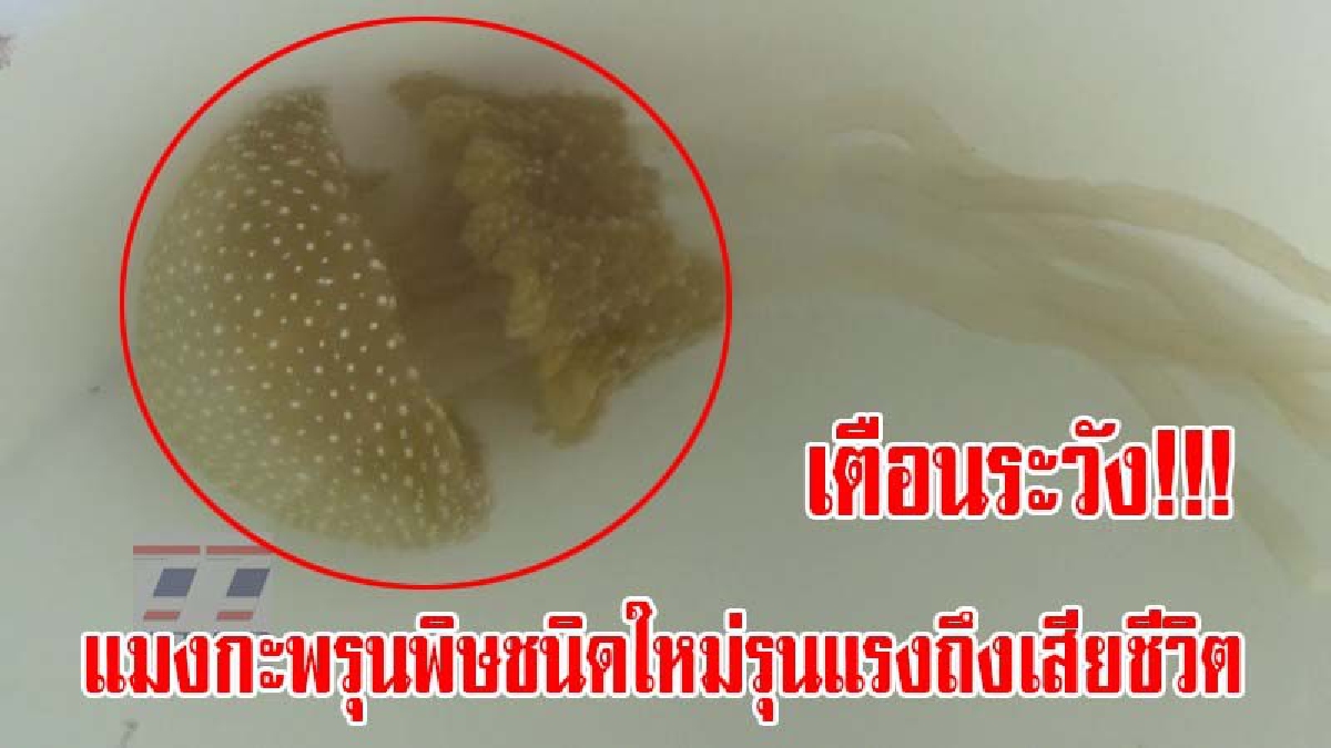 ทีมนักวิจัยพบแมงกะพรุน เตือนระวัง!! แมงกะพรุนพิษชนิดใหม่พิษรุนแรงถึงขั้นเสียชีวิตได้ (มีคลิป)