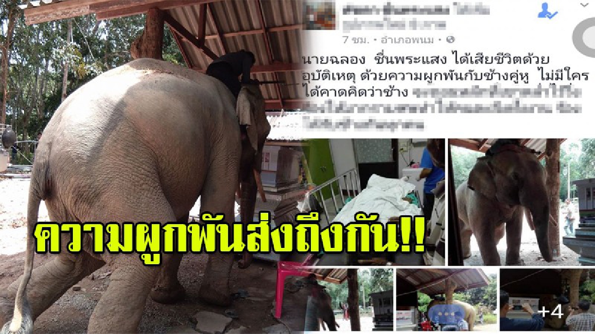 ภาพสุดกลั้นน้ำตา!! ช้างใช้แรงสบัดจนหลักหลุด เพื่อมากราบศพเจ้านายที่อยู่ในโลง หลังผูกพันกันนานกว่า 10 ปี (ชมคลิป)