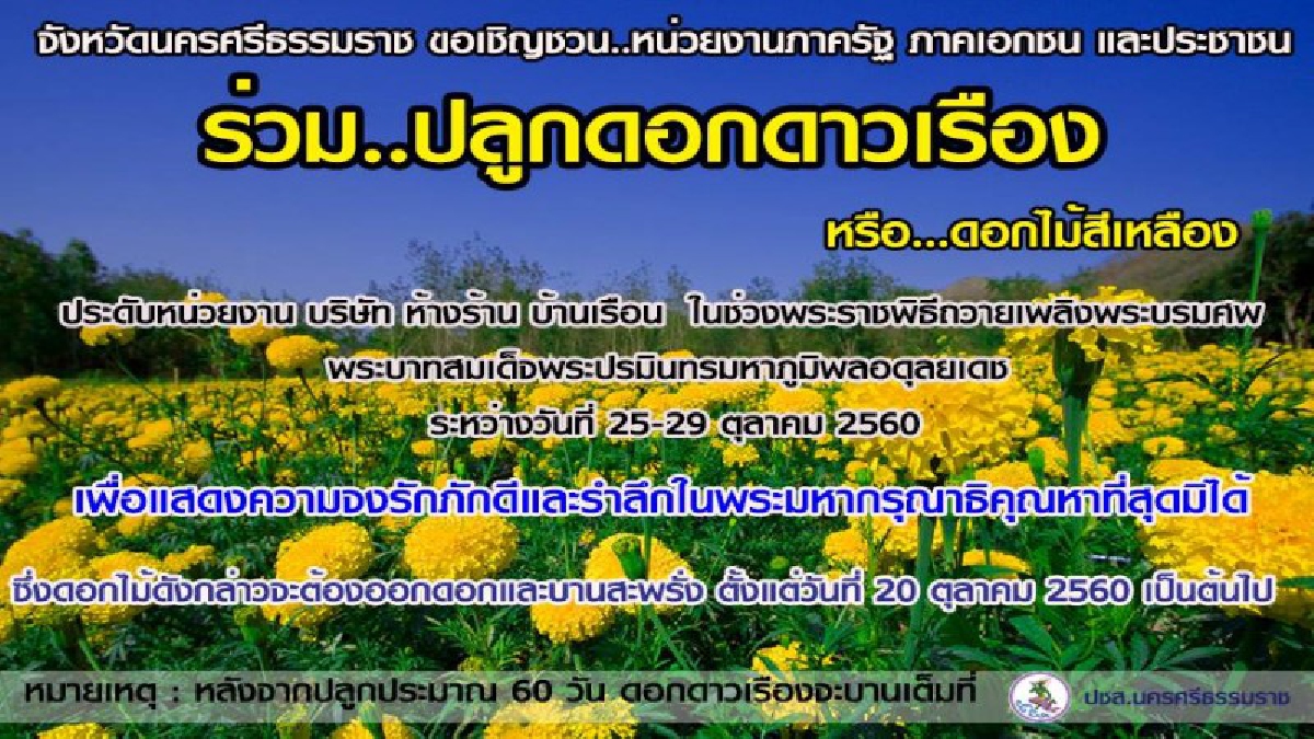 เหลืองสะพรั่งไปทั้งเมือง!! นครศรีธรรมราชเชิญชวนหน่วยงานภาครัฐ-ภาคเอกชน-ปชช. ร่วมปลูกดอกดาวเรือง ในพระราชพิธีถวายพระเพลิงพระบรมศพ (มีคลิป)