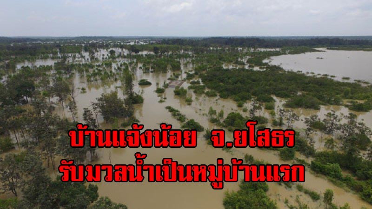 รับมวลน้ำเป็นหมู่บ้านแรก!! ปริมาณน้ำใน "แม่น้ำชี" เอ่อล้นล้นตลิ่ง ไหลเข้าท่วมพื้นที่นาข้าว และบ้านเรือนปชช.บางส่วน ที่บ้านแจ้งน้อย (มีคลิป)