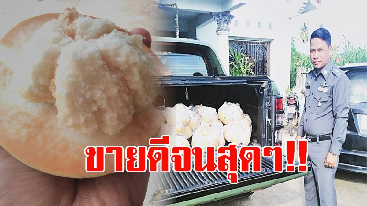 ขายดีถล่มทลาย!! รองผกก.คนดัง เปิดท้ายขายกระท้อนปุยฝ้าย ปลูกมากว่า 10 ปี ไม่คิดเลยว่าจะขายดีเพียง 5 นาที หมดเกลี้ยง!? (ชมคลิป)