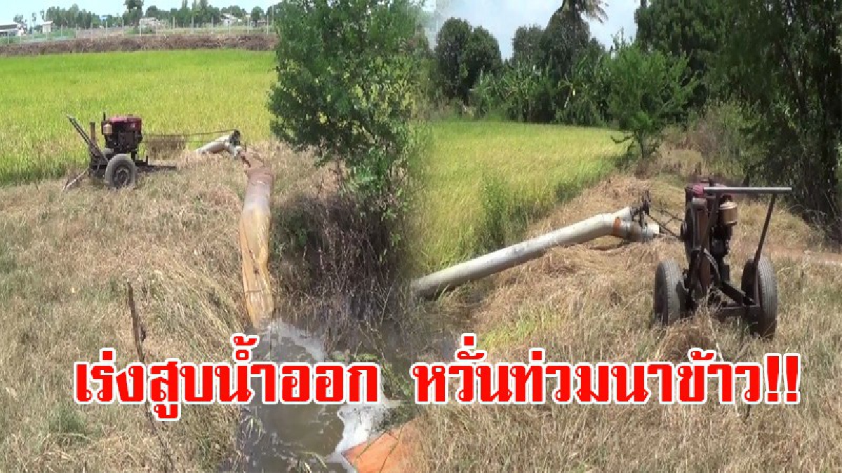 หวั่นโดน!! ชาวนาบางจัก จ.อ่างทอง เร่งสูบน้ำออกจากนาข้าว หลังฝนกระหน่ำจนน้ำเกือบมิดรวง เพื่อหวังเก็บเกี่ยวถอนทุนคืน (ชมคลิป)