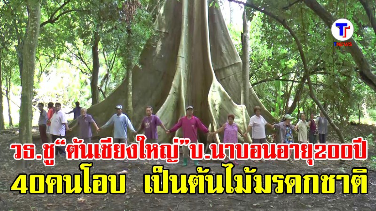 กระทรวงวัฒนธรรมชู “ต้นเชียงใหญ่” อายุ 200 ปี 40 คนโอบเป็นต้นไม้มรดกชาติ (มีคลิป)