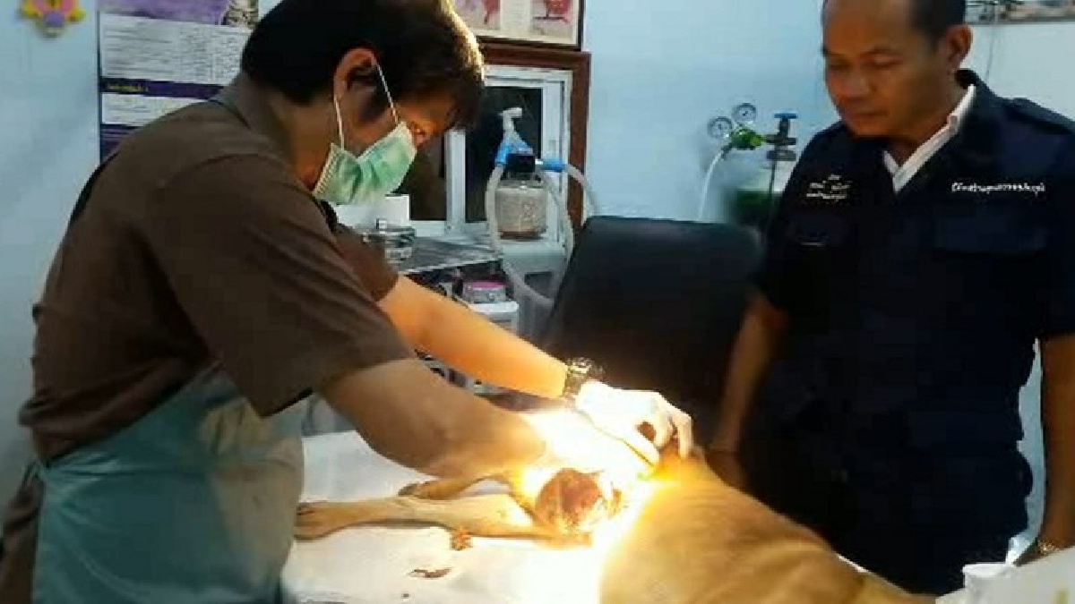 เสียงร้องดังสนั่น!! ลุงวัย 60 ใช้เครื่องตัดหญ้าฟันขาสุนัขสาหัส โซเชียลแห่ประณามจี้เอาผิด (มีคลิป)