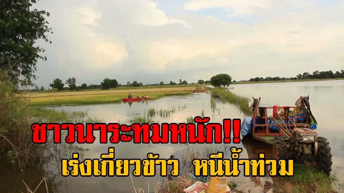 สุดแสนระทม!! ชาวนาชุมแสง ช้ำหนัก ถึงกับต้องจำใจพายเรือเกี่ยวข้าว หนีมวลน้ำที่กำลังจะมาจากภาคเหนือ ไหลลงท่วมนาข้าว (มีคลิป)