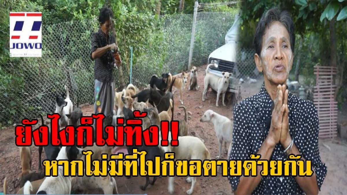 เจ็บปวดใจที่สุด!! ป้าวัย58 เลี้ยงหมาไว้ 43 ตัว ร่ำไห้หนัก เผยทั้งน้ำตาถูกเจ้าของไล่ที่ วอนผู้ใจบุญช่วยเหลือ ยัน"หากไม่มีที่ไปก็ขอตายด้วยกัน"