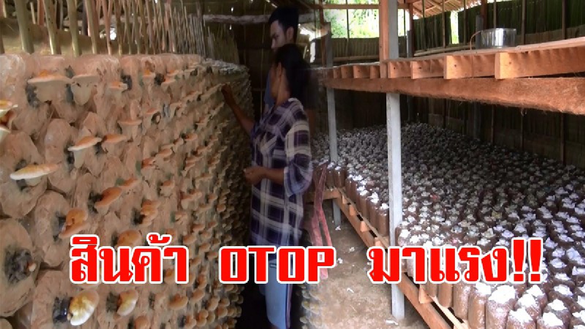 ขายดีจนคนอิจฉา!! เห็ดหลินจือแดงกว่า 5 พันก้อน บานสะพรั่งเต็มโรงเพาะ พร้อมขาย มีคนให้ความสนจำนวนมาก จนต้องติดตั้งกล้องวงจรปิด หลังถูกลอบเผา!?