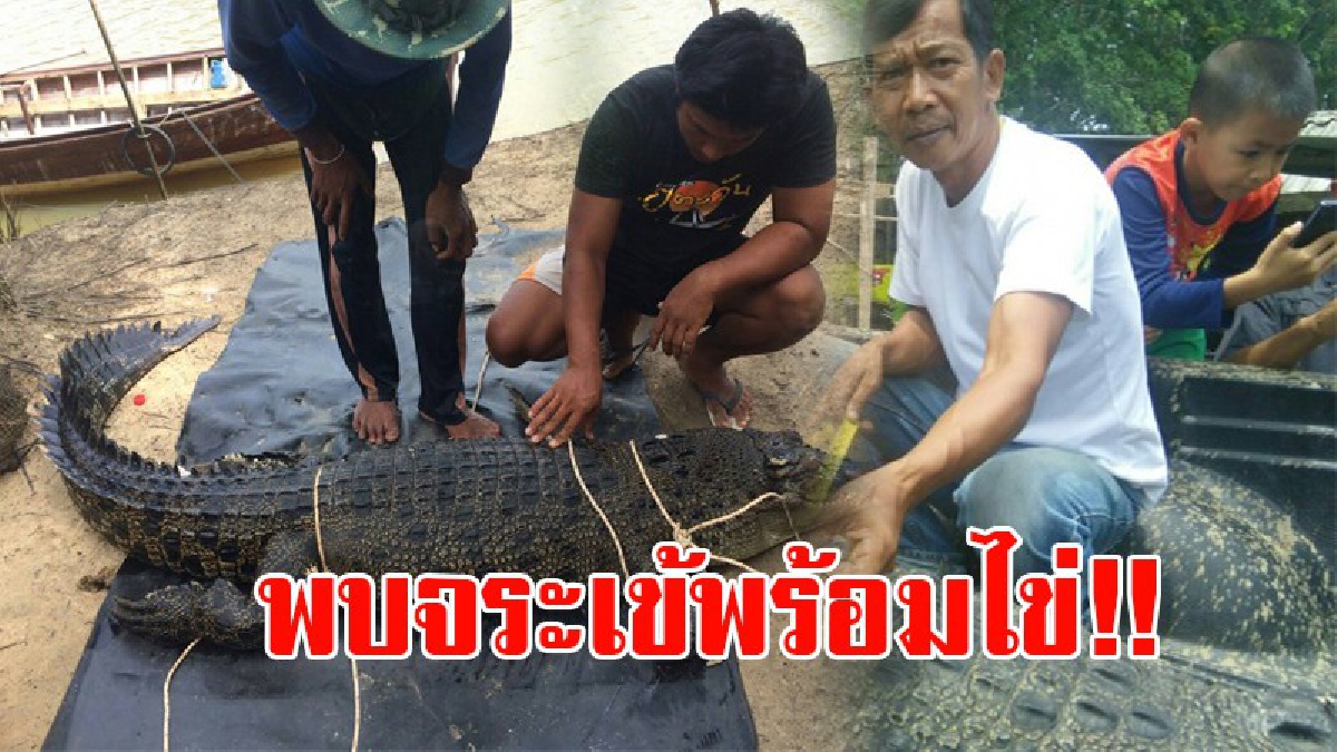 สุดผวา!! ชาวบ้านยังคงหวาดกลัว หลังเกิดเหตุการณ์พบจระเข้เพศเมีย และปัจจุบันพบเพิ่มอีก 1 ตัว มีขนาดใหญ่กว่าเดิม พร้อมไข่ อีก 3 ฟอง!? (ชมคลิป)