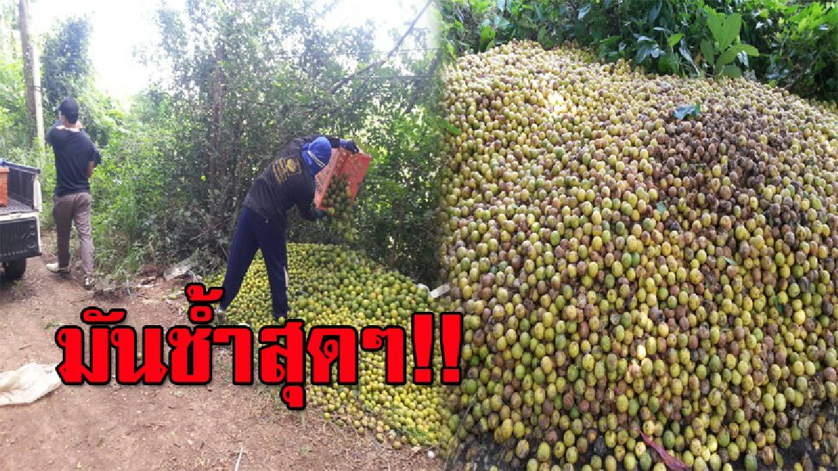 ใครจะรับผิดชอบ!? ยุให้ปลูกจนล้นตลาด ราคาดิ่งเหวลูกละไม่ถึงบาท แถมยังไม่มีคนซื้อ สุดช้ำ ต้องทิ้งเป็นปุ๋ยท้ายสวน (มีคลิป)