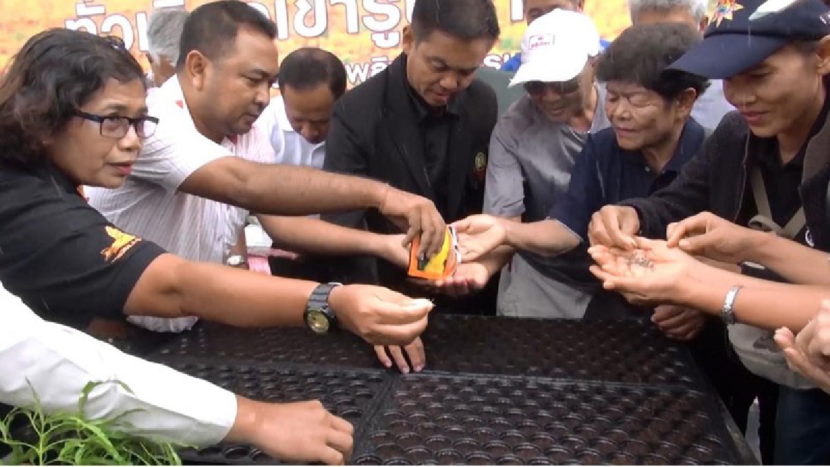 สนง.เทศบาลเมืองเขารูปช้าง เปิดโครงการเพาะพันธุ์ดอกดาวเรือง ในกิจกรรม ปลูกดาวเรืองเพื่อพ่อ ให้บานสะพรั่งทั่วทั้งแผ่นดิน (มีคลิป)