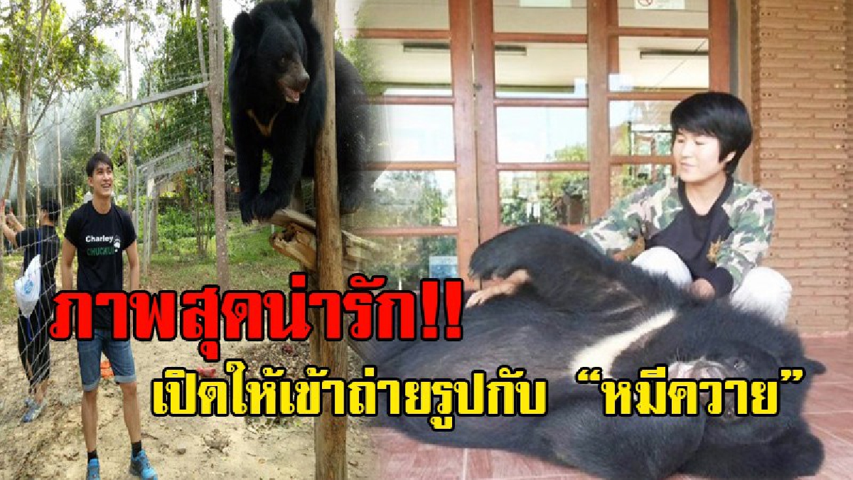 ขอสวนกระแส!! อุทยานกุยบุรี เปิดให้นักท่องเที่ยวถ่ายเซลฟี่กับ "หมีควาย" อารมณ์ดี "ชาลี ชักกุย" ไม่หวั่นกระแสหมีทำร้ายคน!?