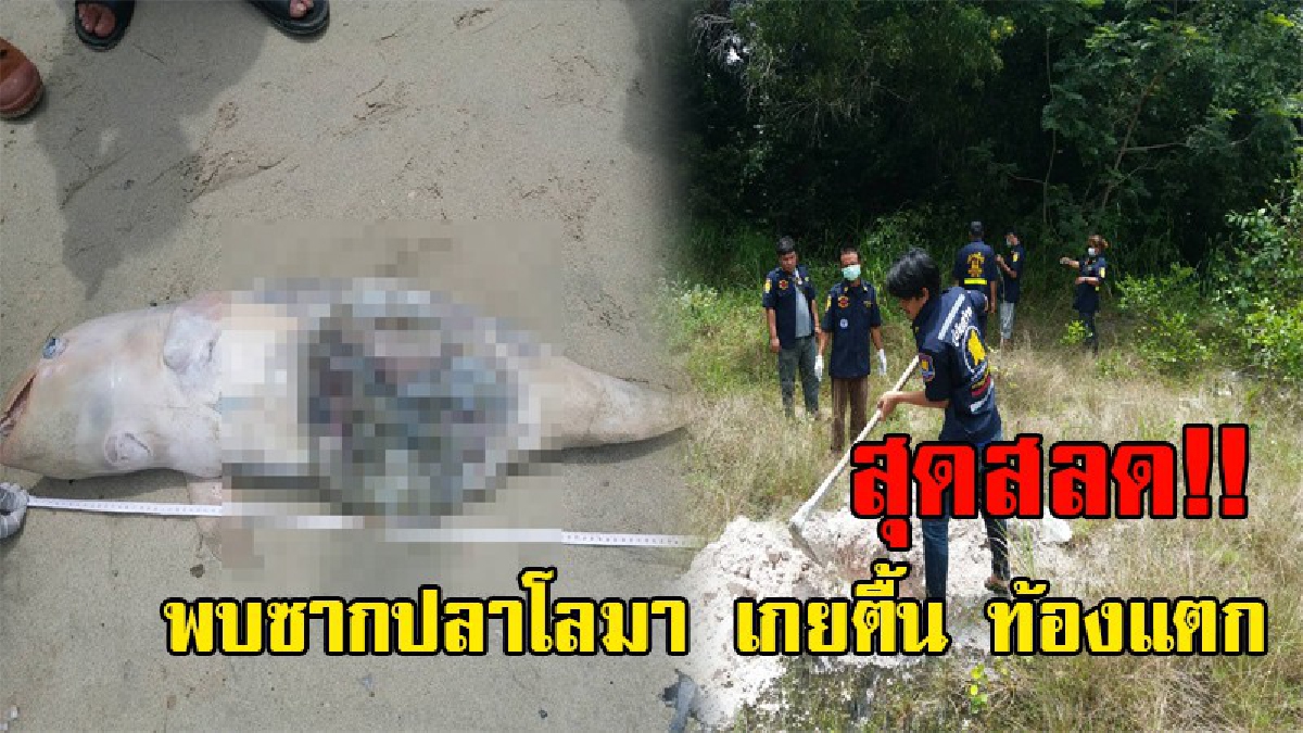 สะเทือนใจ!! พบซากโลมาอิรวดี เพศผู้ เกยชายหาดเขาล้าน สภาพเน่าเปื่อย ท้องแตก เจ้าหน้าที่เผยมีลอยถูกกัดที่ท้อง!?