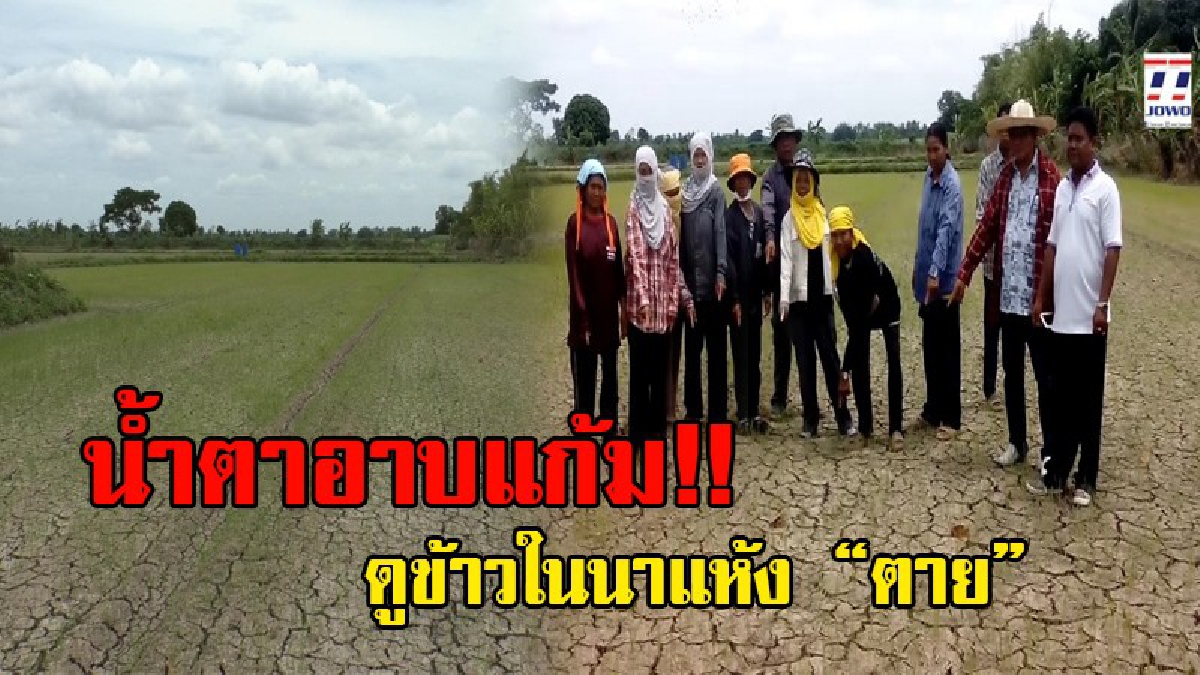 ชาวนาโคราช!! ทุกข์ระทมหนัก ข้าวในนาแห้งตายกว่า 5,000 ไร่ เนื่องจากฝนทิ้งช่วง ซ้ำเขื่อนลำตะคองไม่ปล่อยน้ำมาให้ชาวบ้าน!? (ชมคลิป)