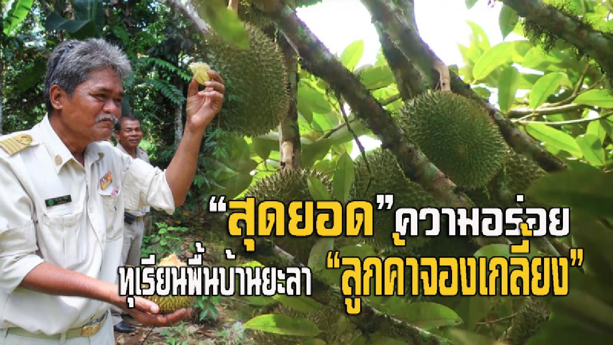 สุดยอดความอร่อย!! ต้องทุเรียนพันธุ์พื้นบ้าน บ้านป่าหวังยะลา ราคาดี เนื้อเหลืองเข้ม หอมหวาน นุ่มละเอียด ลูกค้าสั่งจองเกลี้ยง (มีคลิป)