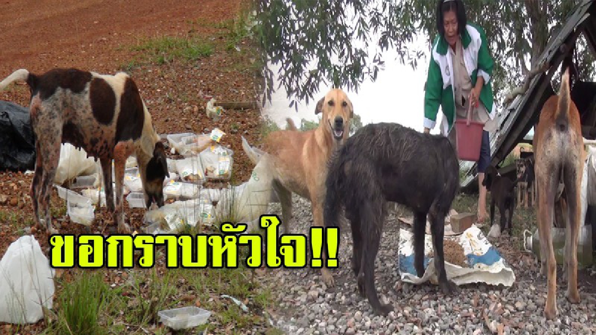 "ป้าแก้ว"วัย 65 เจียดเงินผู้สูงอายุทุกเดือน ซื้อยา-อาหารเลี้ยงสุนัขจรจัด ทั้งขี้เรื้อนและลูกอ่อน ที่ถูกนำมาทิ้ง เป็นประจำทุกวัน (มีคลิป)