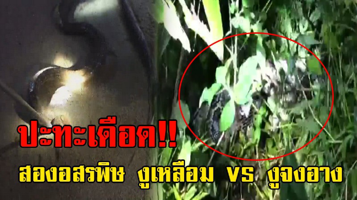 เปิดคลิปสุดระทึก!! สองอสรพิษผู้ยิ่งใหญ่ ปะทะเดือด งูจงอางซัดกับงูเหลือม ถือเป็นเรืองที่แปลก ที่งูสองตัวสู้กัน!?