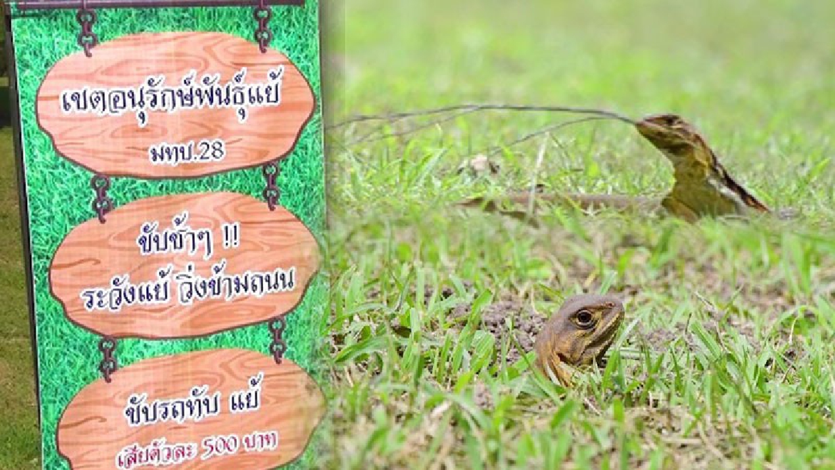 สุดอันซีน..ที่นี่ที่เดียว!!แย้โผล่เต็มสนามกอล์ฟค่ายทหารเลย กองทัพพร้อมเชิญชวน นักท่องเที่ยวร่วมพิสูจน์ความน่ารัก “แย้” (คลิปประมวลภาพแย้)