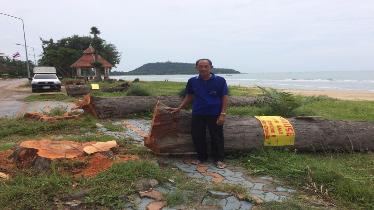 คนสั่งตัดคงยิ่งใหญ่มาก !? ชาวบ้านโวย ไอ้โม่งสั่งตัดต้นสนขนาดใหญ่ ชายหาดบ้านกรูด ราบเป็นหน้ากลอง นายกบ้านกรูดปฏิเสธพัลวัน