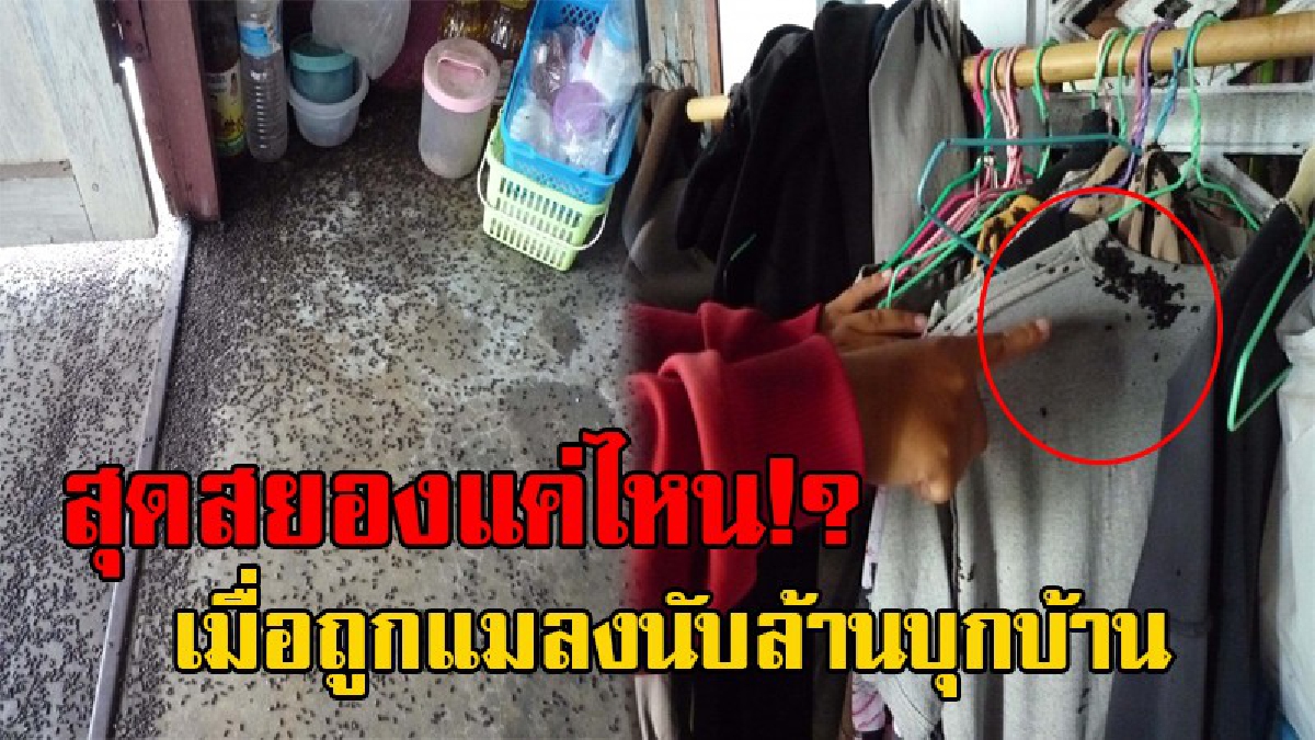 ถึงกับต้องร้องหยี๋!! ยายหลอน ถูกกองทัพแมลงนับล้าน บุกยึดบ้านนาน 4 เดือน จนได้รับความเดือดร้อนหนัก ถึงกับบ้านแตกสาแหรกขาด!? (มีคลิป)