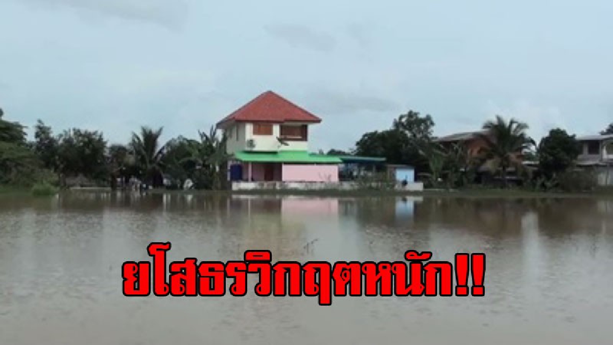 ยโสธรวิกฤตหนัก!! กระแสน้ำไหลทะลัก เข้าท่วมหมู่บ้านทรายงาม กลายเป็นเกาะกลางน้ำ ถูกตัดขาดจากโลกภายนอก (มีคลิป)