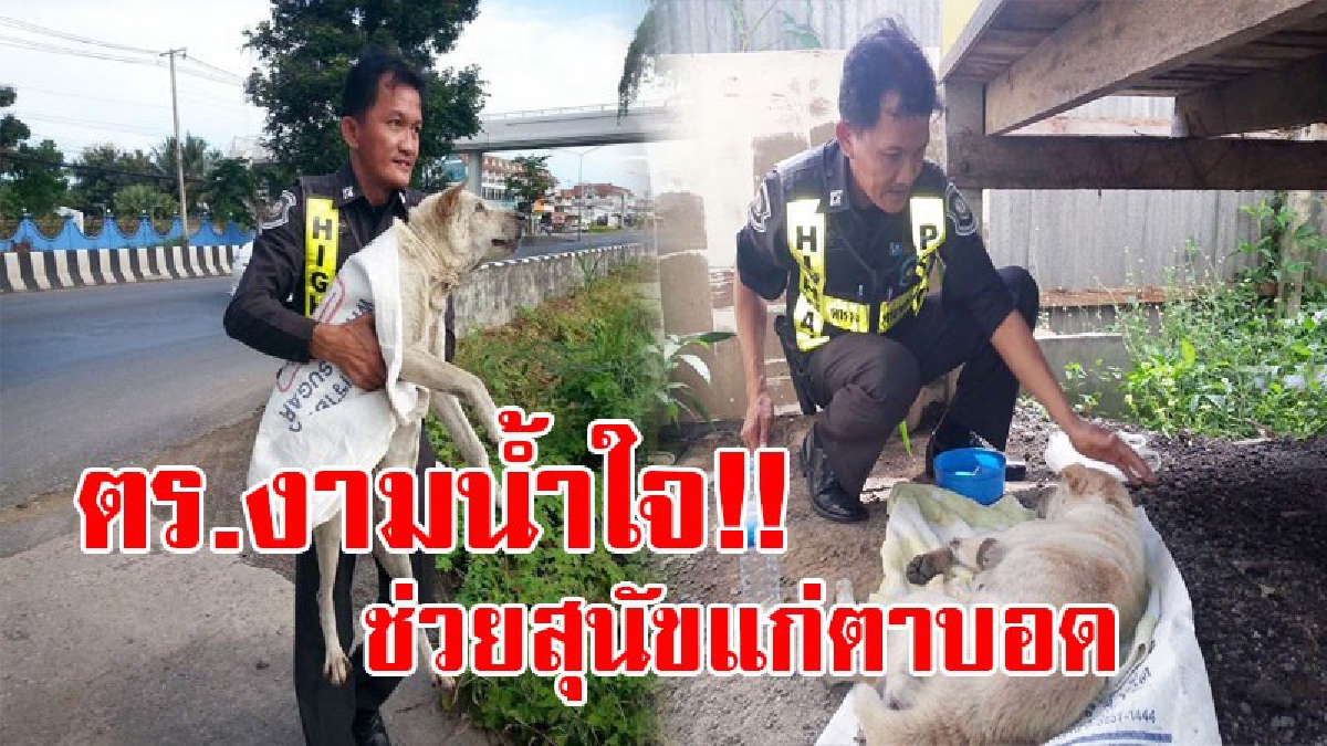 สุดยอดหัวใจ!! ชาวโซเชียลแห่แชร์ซึ้งน้ำใจ ตร.ทางหลวงกุยบุรี ช่วยเหลือสุนัขแก่ ตาบอด ถูกรถชนนอนบาดเจ็บริมถนน เผยทนเห็นสุนัข โดนชนจนตายไม่ได้!?
