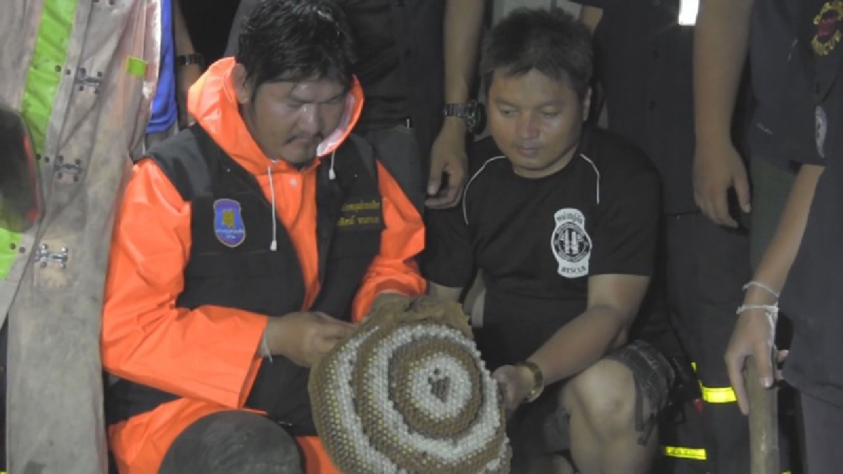 สะพรึง!! ครู แจ้งกู้ภัยฯ บุกตีรังต่อหัวเสือ หลังแอบมาทํารังในบังเกอร์หลบภัยเก่าของโรงเรียน เผยต่อยนร.มาแล้ว 8 ราย (มีคลิป)
